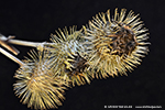 Bristlegrass (Arctium lappa)