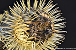 Bristlegrass (Arctium lappa) in detail