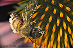 Abeja de la miel en una flor echinacea purpurea