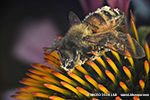 Abeja de la miel en una flor echinacea purpurea con el polen