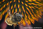 Pollen of an echinacea purpurea flower adhere to honeybee (Apis)