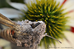 Moth - detail: head