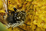 El polen pega en la abeja de la miel