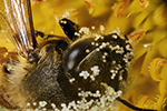 El polen pega en la abeja de la miel - detalle: cabeza