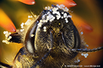 Les pollen de la fleur echinacea purpurea adhérent à une abeille mellifère (Apis) - tête de détail