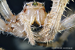 Garten-Kreuzspinne (Araneus diadematus) Gesicht