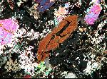 Rock thin section