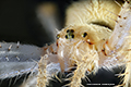 Garten-Kreuzspinne (Araneus diadematus) - Gesicht