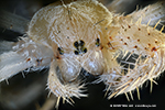 Araña crucera (Araneus diadematus) - 8 ojos e cheliceres