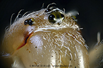 Garden spider (Araneus diadematus) - detail: eyes