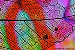 Frame of a leave under the polarisation microscope