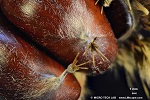 Chestnut pointed end with a small tuft of hairs and an attachment scar