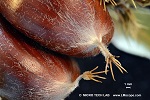 Chestnut - detail hairy tip