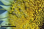 Sunflower (Helianthus annuus) - general view