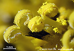 Sunflower (Helianthus annuus) - bloom with pollen