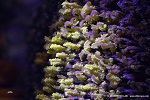 Sunflower (Helianthus annuus) under ultraviolet light