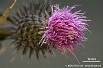Thistle (Carduus acanthoides) - general view with LM macroscope 9x and fullframe camera