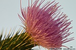 Thistle (Carduus acanthoides) - a composite with wonderful bloom