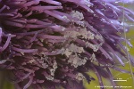 Distel (Carduoidea) Bluete mit Pollen, Bildausschnitt 10 x 6,6 mm