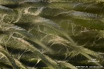 Distel (Carduoidea) spinnwebig behaarte Huellblaetter 