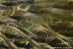 Thistle (Carduoidea) -  feathery pappus hairs