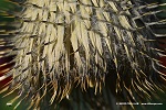 Klette (Arctium lappa) - Detailaufnahme