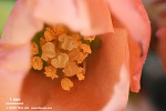 burst of buds of a flowering quince in spring