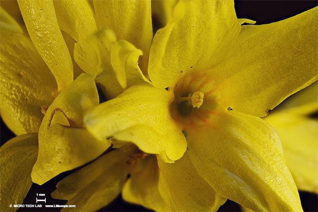 A sign of spring: Forsythia