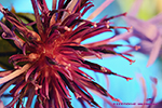 Centaurea