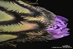 Flockenblume - Centaurea