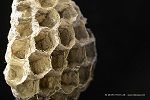 Wasp honeycomb under the macroscop