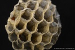Nature photography with the LM macroscope: Wasp's nest