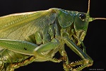 Herausforderung Naturfotografie mit dem LM Makroskop: Heuschrecke