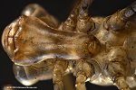 Nature photography with Olympus stereo microscope: Dragonfly larvae skin with 10x magnification