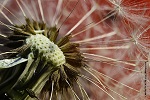 Dandelion seeds under the LM photomicroscope