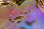 Dandelion seeds under the LM photomicroscope