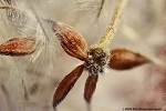 Individual seeds of common clematis with inflorescence