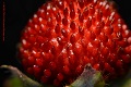 Mock strawberry (Potentilla indica)