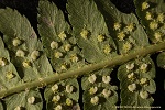 Fern leaf underside