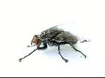Macro photo of fly