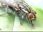 Macro photo of fly