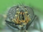 Macro photo of fly