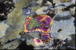 Rock thin section under the microscope