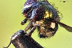 macrophotographie d'une mouche (Brachycera) / grossissement 16x