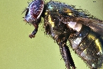 Fotografía macro de una mosca (Brachycera) / aumentación 16x