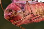 Makrofotografie vom Mittlerer Weinschwärmer (Deilephila elpenor) ist ein Schmetterling (Nachtfalter) aus der Familie der Schwärmer / Vergrößerung 4fach