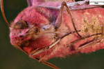 Fotografa macro de gran esfinge morada (Deilephila elpenor) / aumentacin 4x es uns especie de lepidptero ditrisio de la familia Sphingidae