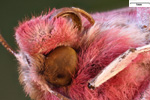 Makrofotografie vom Mittlerer Weinschwärmer (Deilephila elpenor) ist ein Schmetterling (Nachtfalter) aus der Familie der Schwärmer / Vergrößerung 16fach