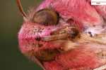 Macro photo of  Elephant Hawk-moth (Deilephila elpenor)  / magnification 16x