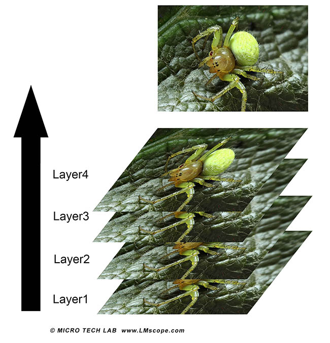 Focus stacking images differentes, araigne macroscopique